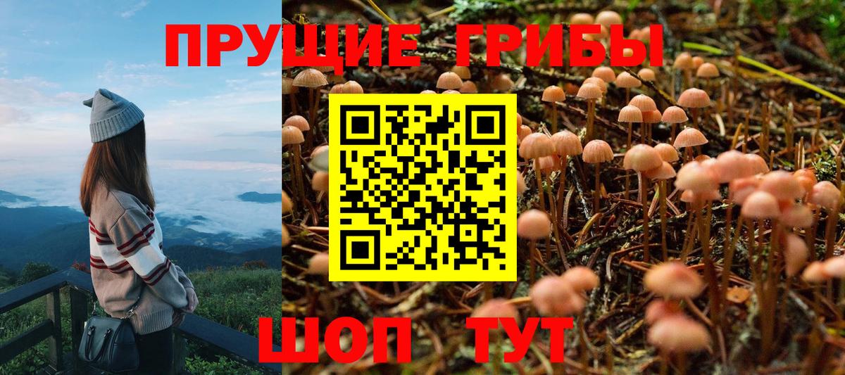 Псилоцибиновые грибы Psilocybe Домодедово